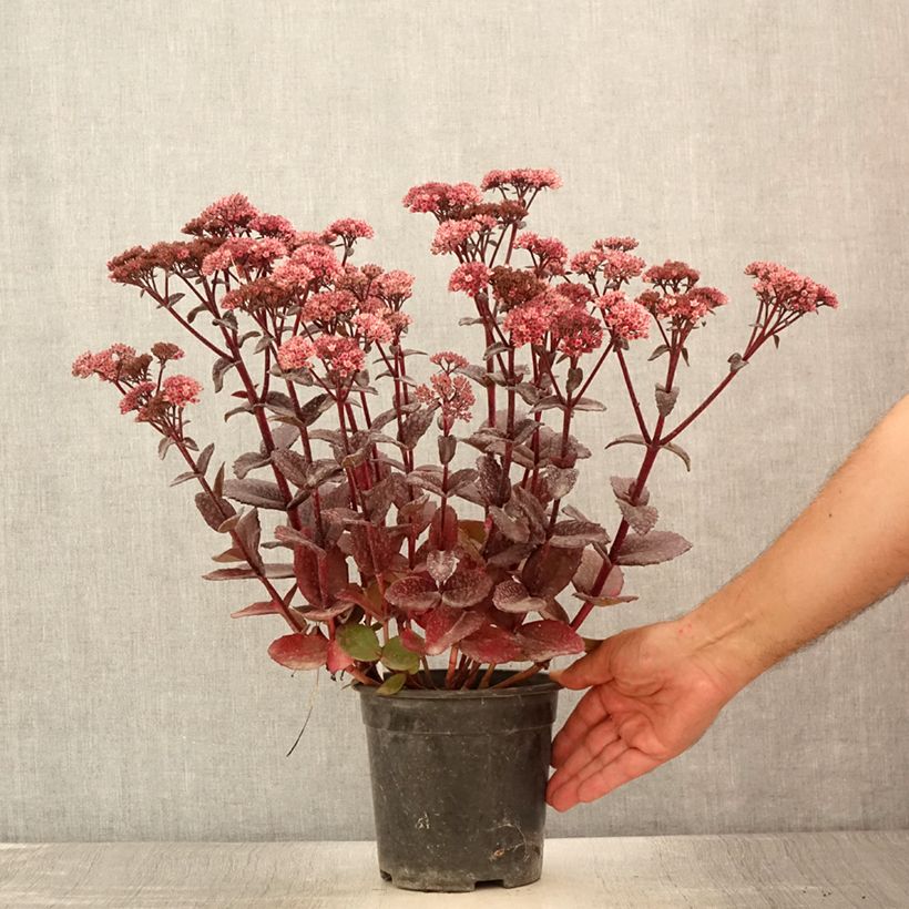 Exemplaar van Sedum telephium Bon Bon - Hemelsleutel Pot van 2 l/3 l zoals geleverd in de zomer