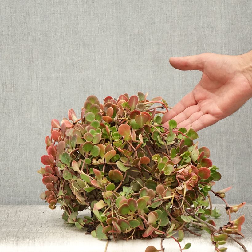 Exemplaar van Sedum tetractinum Coral Reef - Vetkruid Pot van 2 l/3 l zoals geleverd in de zomer
