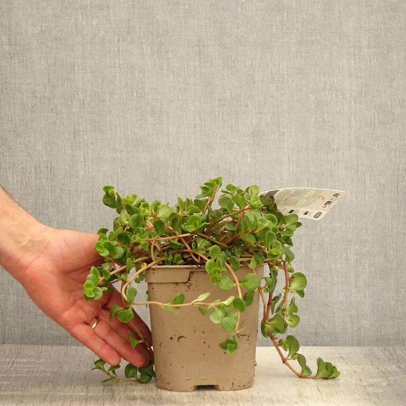 Exemplaar van Sedum tetractinum Coral Reef - Vetkruid Pot van 2 l/3 l zoals geleverd in de lente