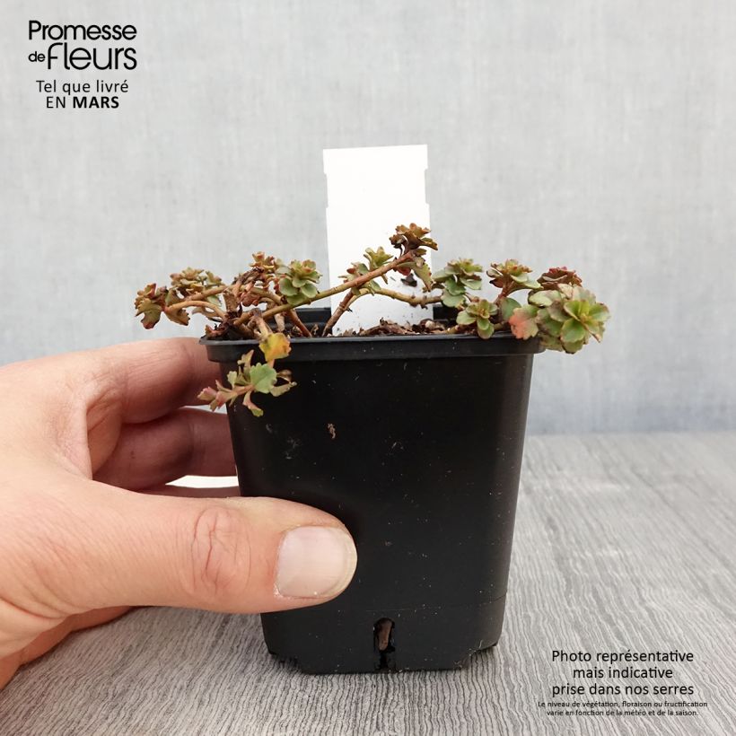 Exemplaar van Sedum kamtschaticum var. floriferum Weihenstephaner Gold - Vetkruid Kweekpotje van 8/9 cm zoals geleverd in de lente
