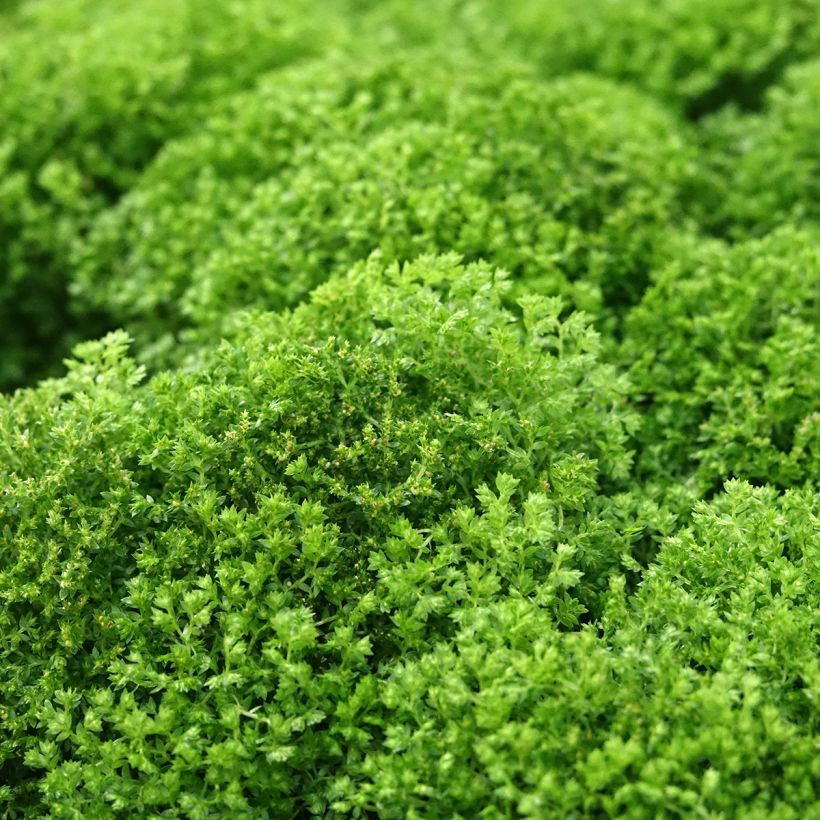 Selaginella apoda - Mosvaren (Blad)