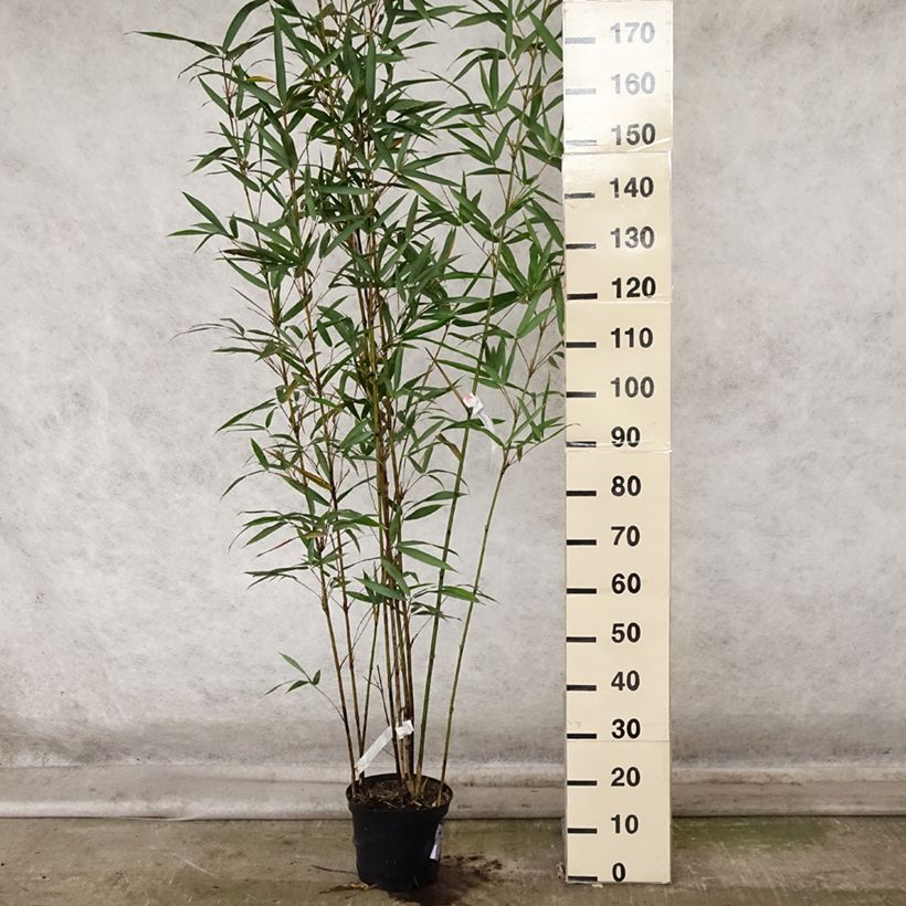 Exemplaar van Semiarundinaria fastuosa Viridis - Zuilenbamboe Pot van 4 l/5 l zoals geleverd in de herfst