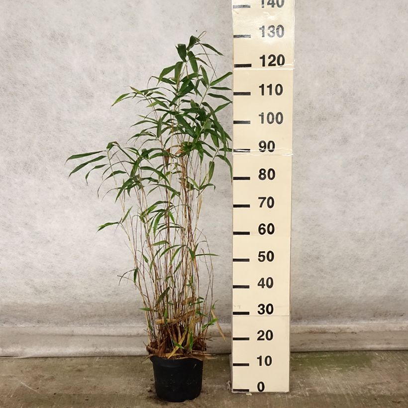 Exemplaar van Semiarundinaria yashadake Kimmei - Bamboe middelgroot Pot van 4 l/5 l zoals geleverd in de herfst