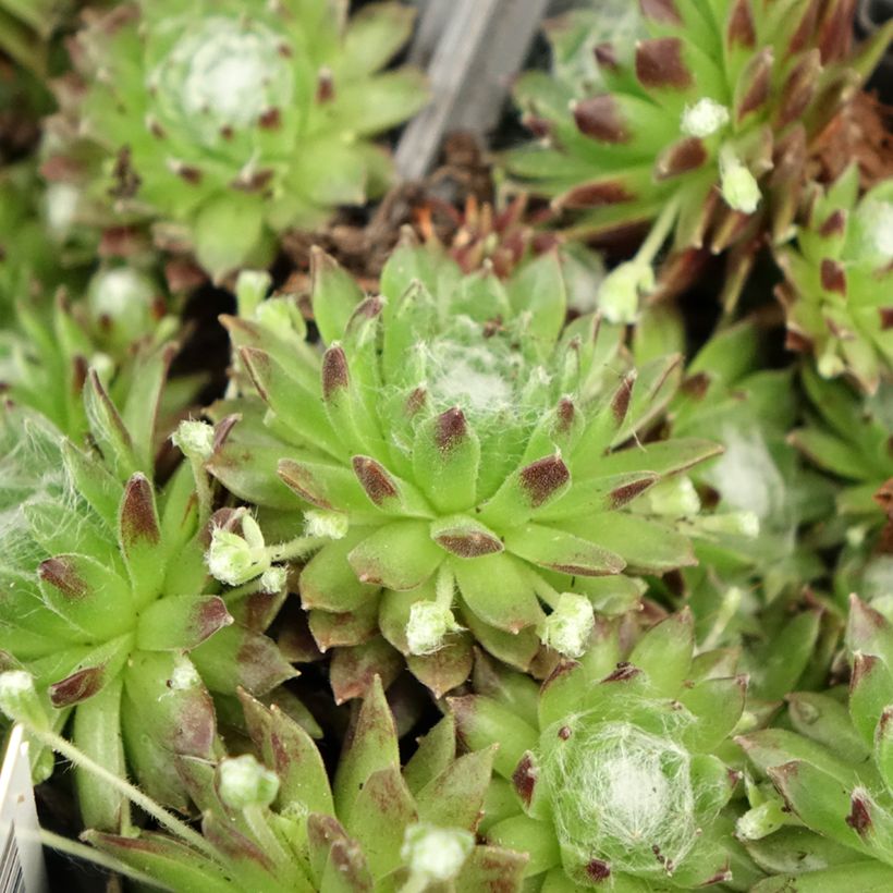 Sempervivum arachnoideum - Spinnenwebhuislook (Blad)