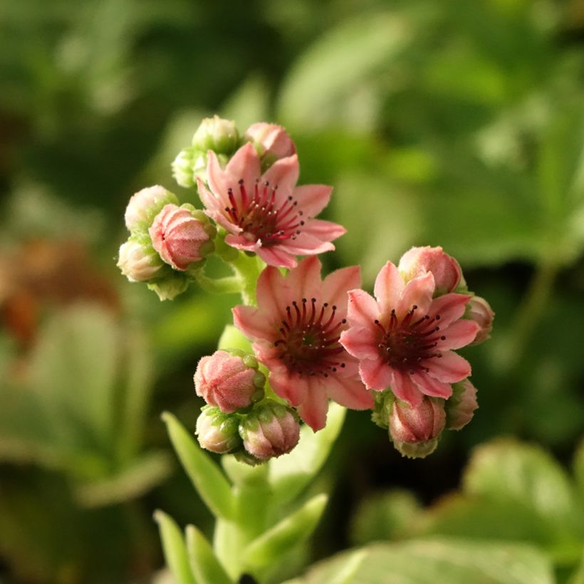 Sempervivum arachnoideum Rubrum - Spinnenwebhuislook (Bloei)
