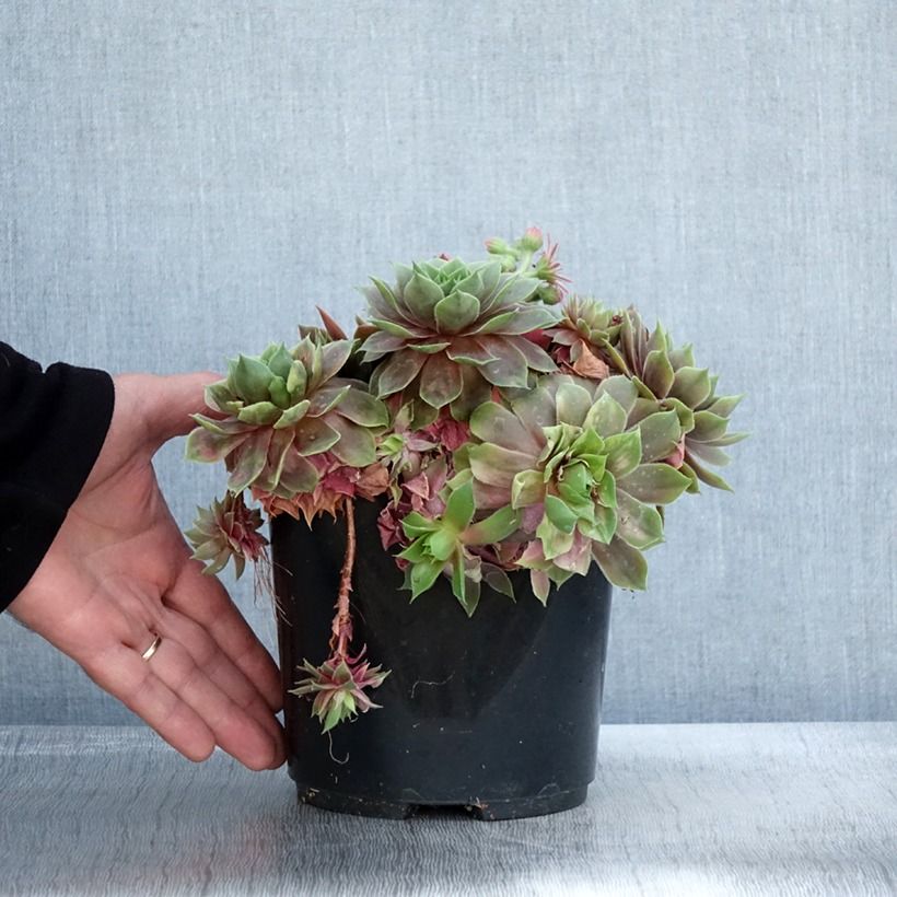 Exemplaar van Sempervivum Ruby Star - Huislook Pot van 3 l/4 l zoals geleverd in de herfst