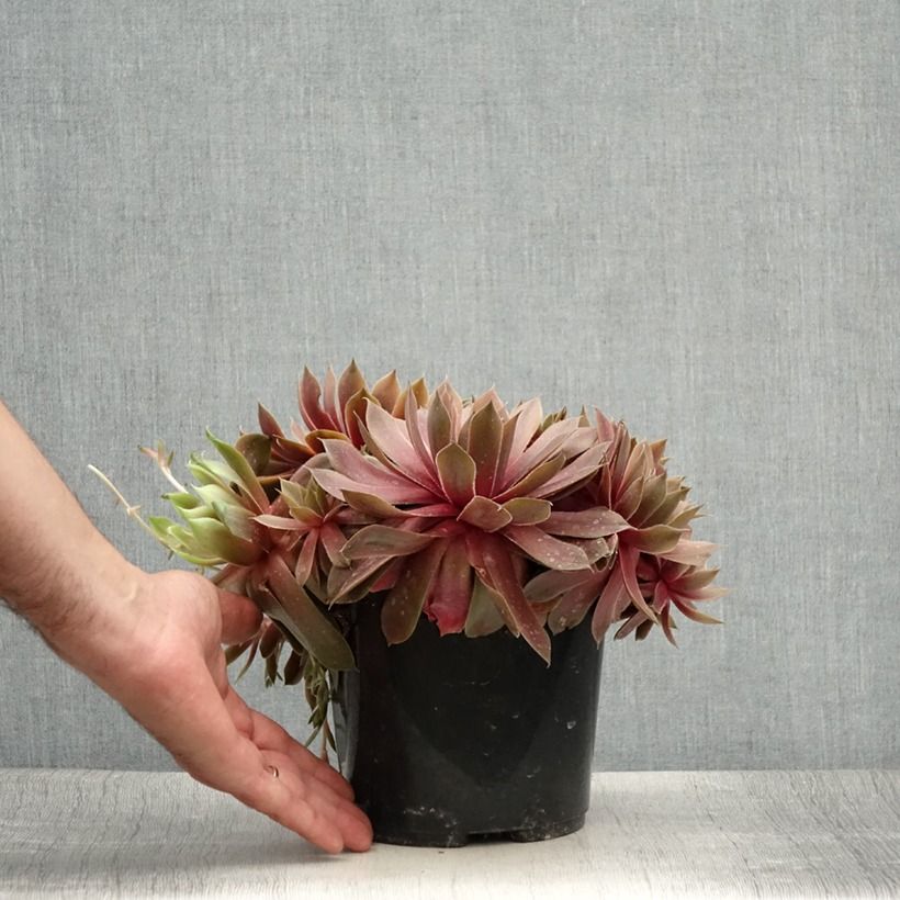 Exemplaar van Sempervivum Ruby Star - Huislook Pot van 3 l/4 l zoals geleverd in de zomer