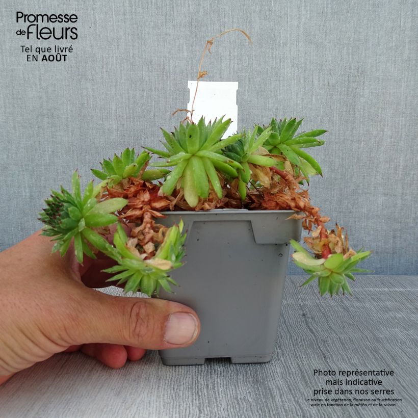Exemplaar van Sempervivum Chick Charms Appletini - Huislook Pot van 10 cm/11 cm zoals geleverd in de zomer