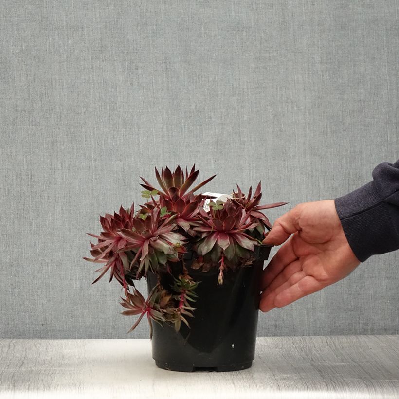 Exemplaar van Sempervivum Chick Charms Butterscotch Baby - Huislook Pot van 3 l/4 l zoals geleverd in de zomer