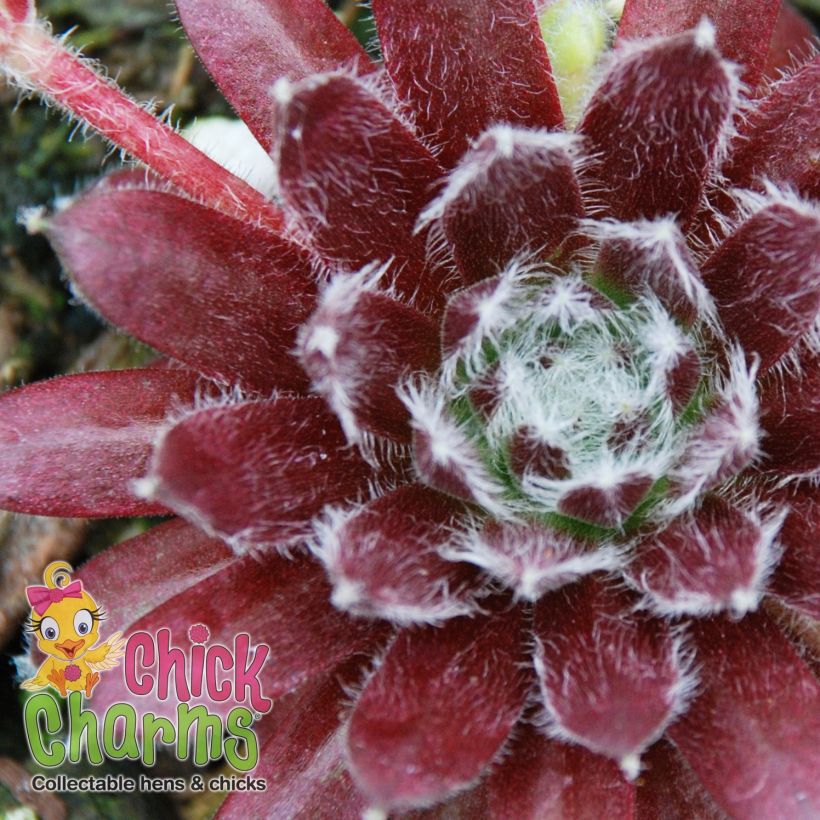 Sempervivum Chick Charms Cosmic Candy - Huislook (Blad)