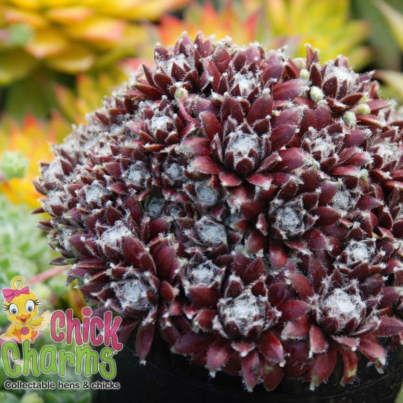 Sempervivum Chick Charms Cosmic Candy - Huislook (Groeiplaats)