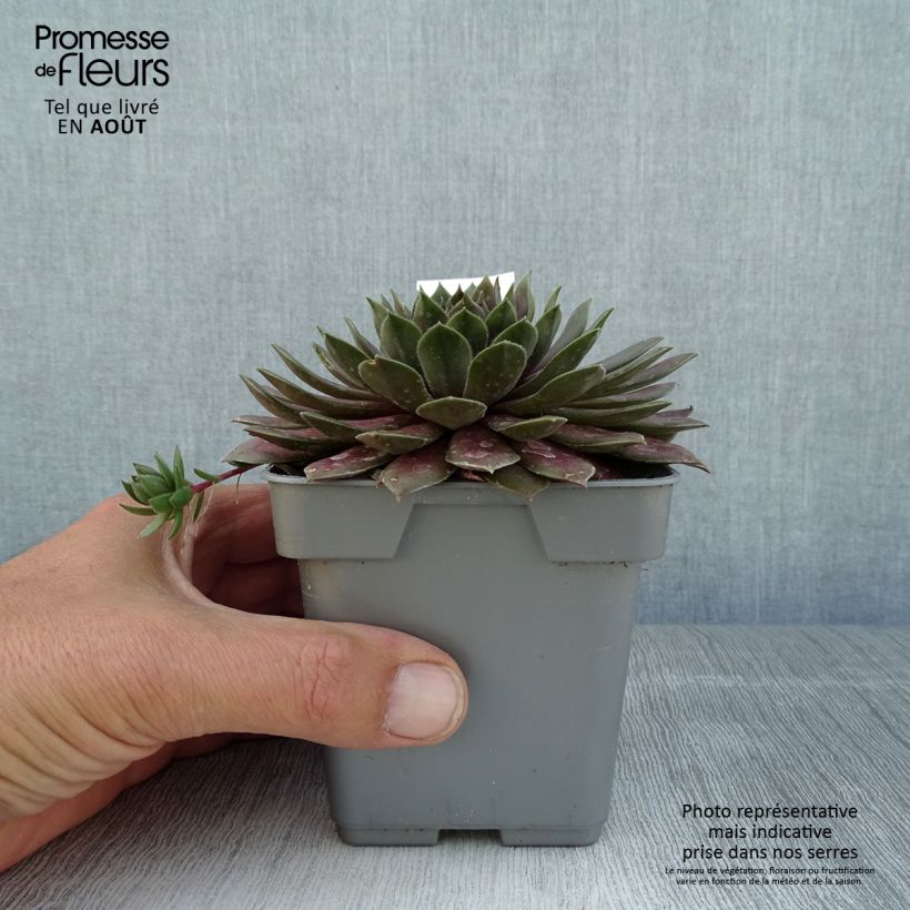 Exemplaar van Sempervivum Chick Charms Cosmic Candy - Huislook Pot van 10 cm/11 cm zoals geleverd in de zomer