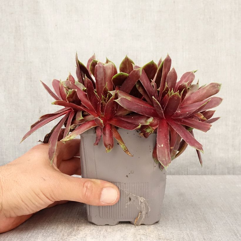 Exemplaar van Sempervivum Chick Charms Giant Emerald Explosion - Huislook Pot van 1 l/1,5 l zoals geleverd in de lente