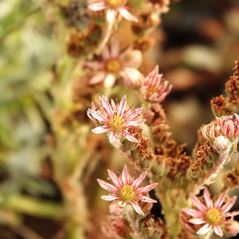 Sempervivum Chick Charms Grape Galaxy - Huislook (Bloei)