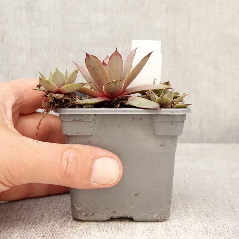 Exemplaar van Sempervivum Chick Charms Grape Galaxy - Huislook Kweekpotje van 8/9 cm zoals geleverd in de lente