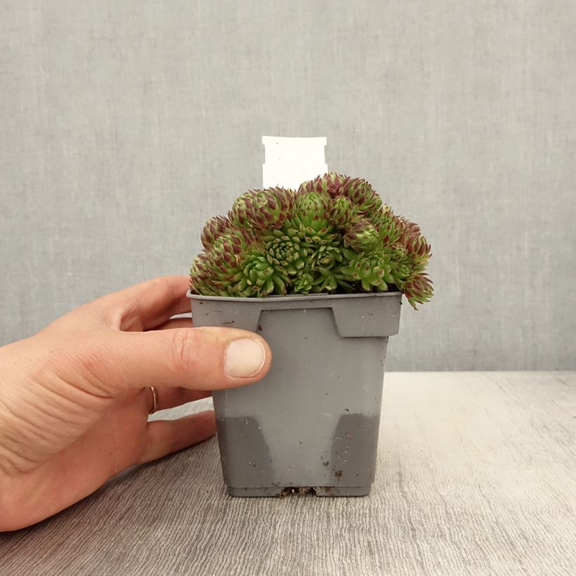 Exemplaar van Sempervivum Chick Charms Key Lime Kiss - Huislook Pot van 10 cm/11 cm zoals geleverd in de lente