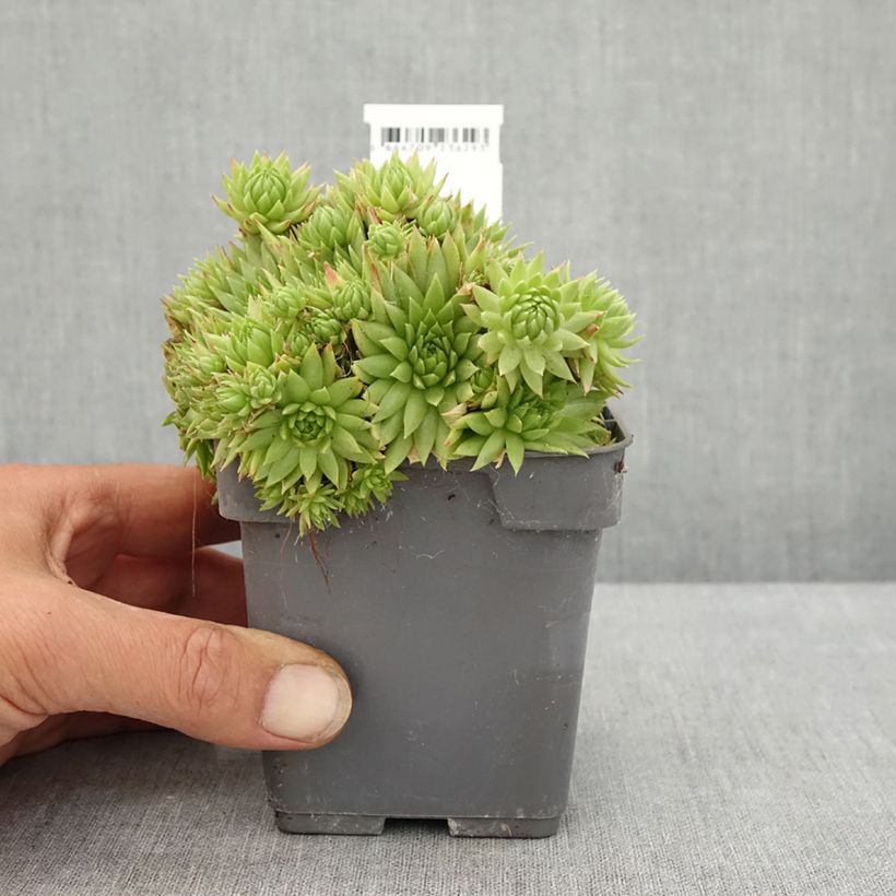 Exemplaar van Sempervivum Chick Charms Key Lime Kiss - Huislook Pot van 10 cm/11 cm zoals geleverd in de zomer