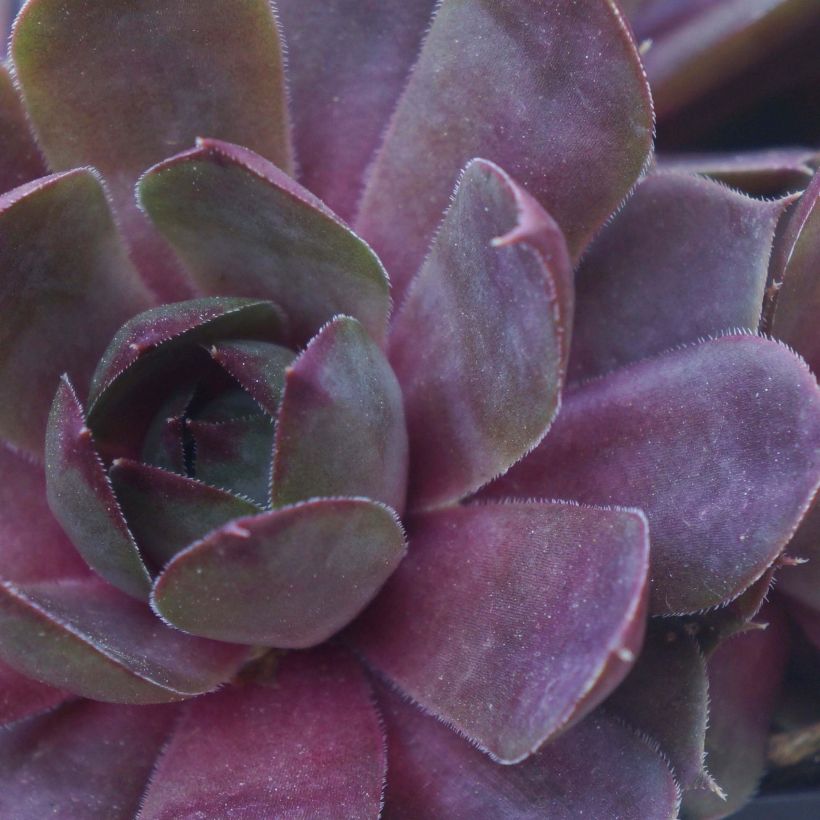 Sempervivum Chick Charms Plum Perfect - Huislook (Blad)