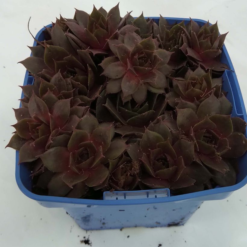 Voorbeeld van een exemplaar van Sempervivum Chick Charms Plum Perfect  - Joubarbe Pot de 10 cm/11cm zoals geleverd