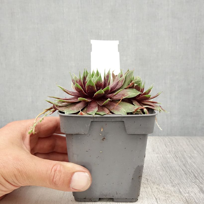 Exemplaar van Sempervivum Chick Charms Cranberry Cocktail - Huislook Pot van 10 cm/11 cm zoals geleverd in de zomer