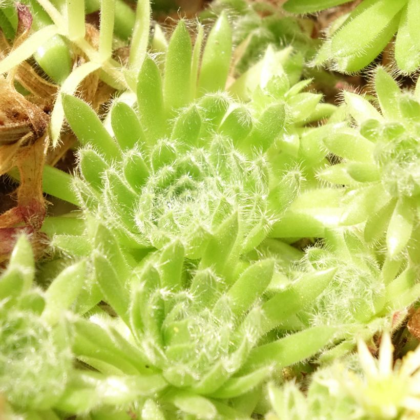 Sempervivum ciliosum var. borisii - Huislook (Blad)