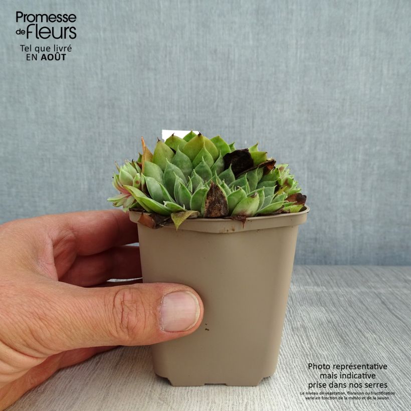 Exemplaar van Sempervivum Commander Hay - Huislook Kweekpotje van 8/9 cm zoals geleverd in de zomer