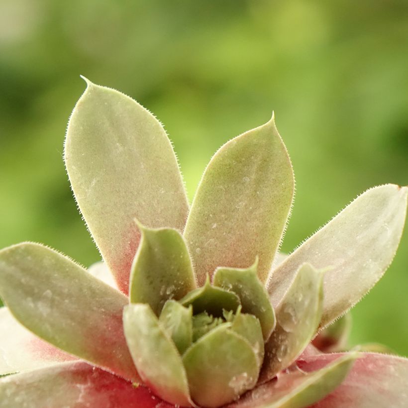 Sempervivum Commander Hay - Huislook (Blad)