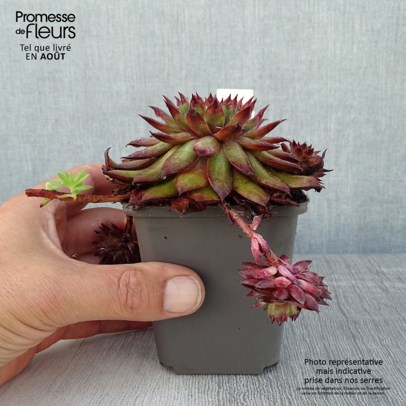 Exemplaar van Sempervivum Dark Beauty - Huislook Kweekpotje van 8/9 cm zoals geleverd in de zomer