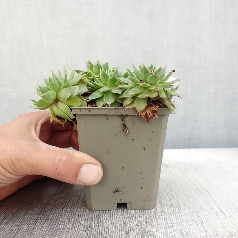 Exemplaar van Sempervivum Gay Jester - Huislook Kweekpotje van 8/9 cm zoals geleverd in de herfst