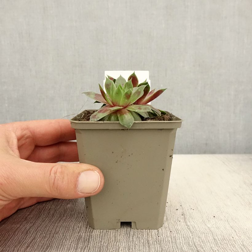 Exemplaar van Sempervivum Gay Jester - Huislook Kweekpotje van 8/9 cm zoals geleverd in de lente