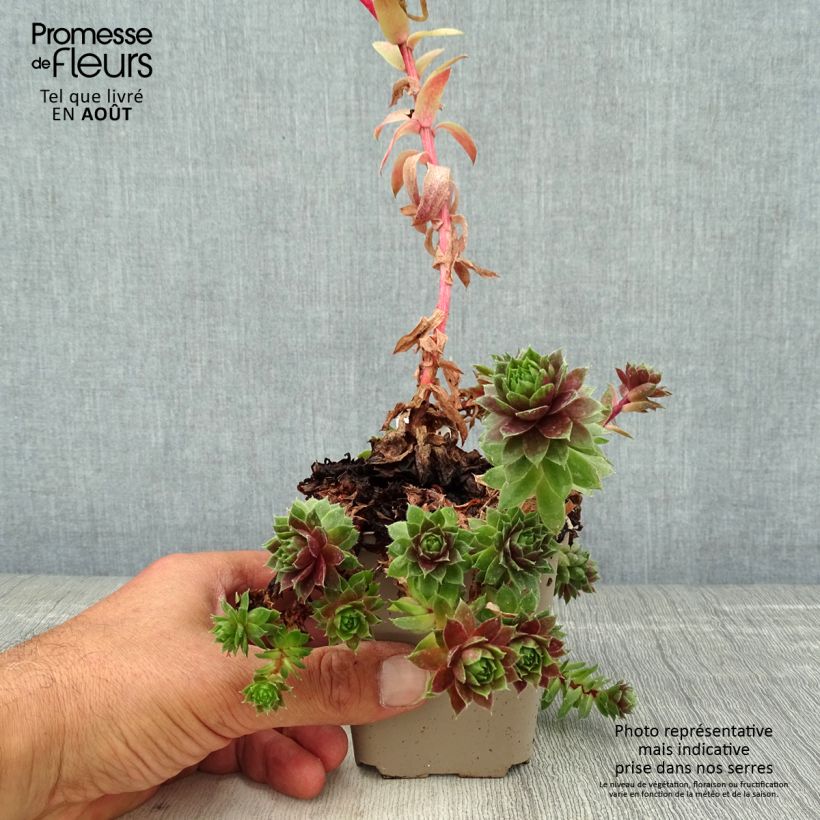 Exemplaar van Sempervivum Granat - Huislook Kweekpotje van 8/9 cm zoals geleverd in de zomer