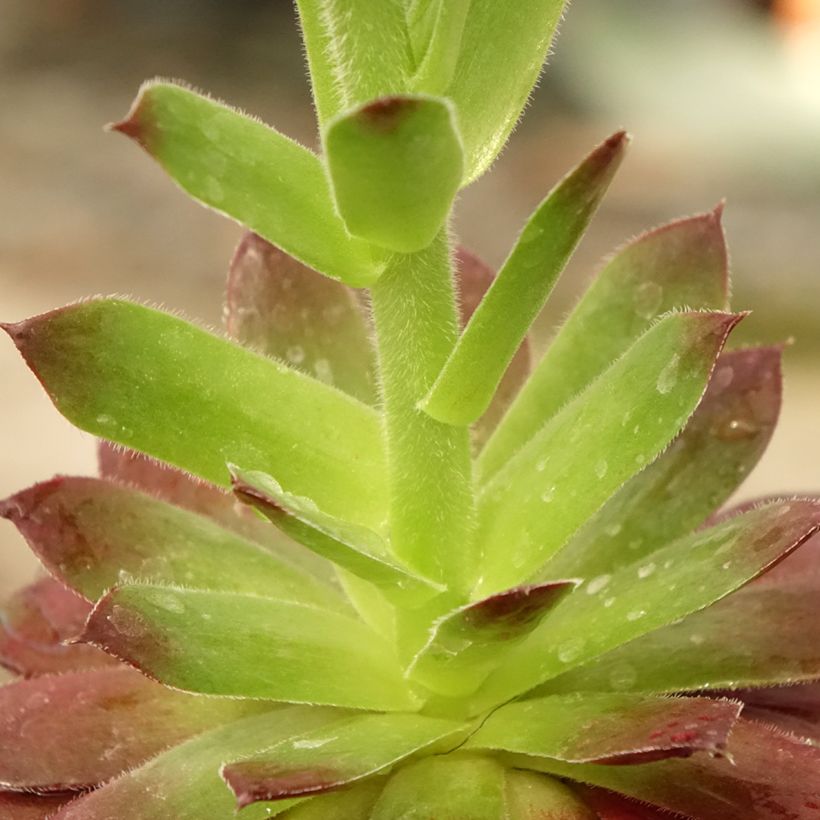 Sempervivum Granat - Huislook (Blad)