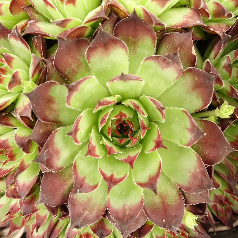 Sempervivum Noir - Joubarbe noire (Blad)