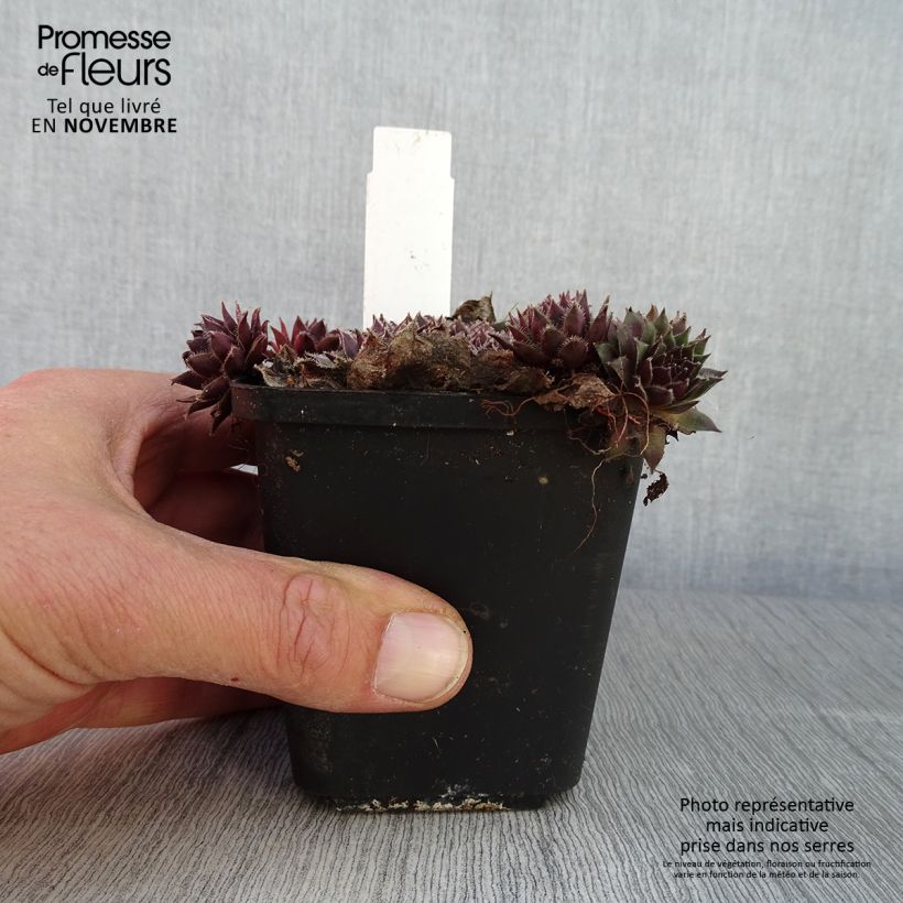 Exemplaar van Sempervivum Pilatus - Huislook Kweekpotje van 8/9 cm zoals geleverd in de herfst