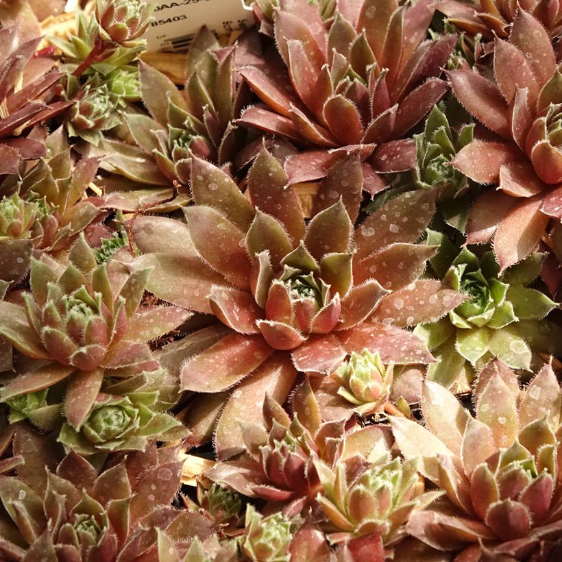 Sempervivum Pilatus - Huislook (Blad)