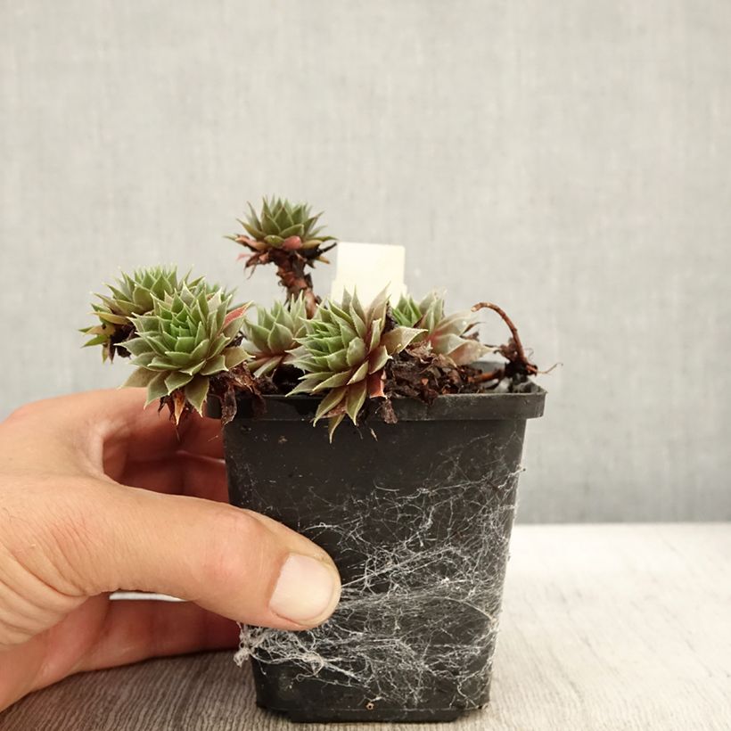 Exemplaar van Sempervivum Purple Beauty - Huislook Kweekpotje van 8/9 cm zoals geleverd in de herfst