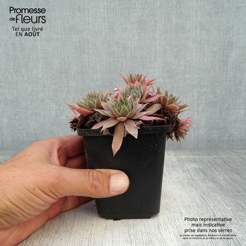 Exemplaar van Sempervivum Purple Beauty - Huislook Kweekpotje van 8/9 cm zoals geleverd in de zomer