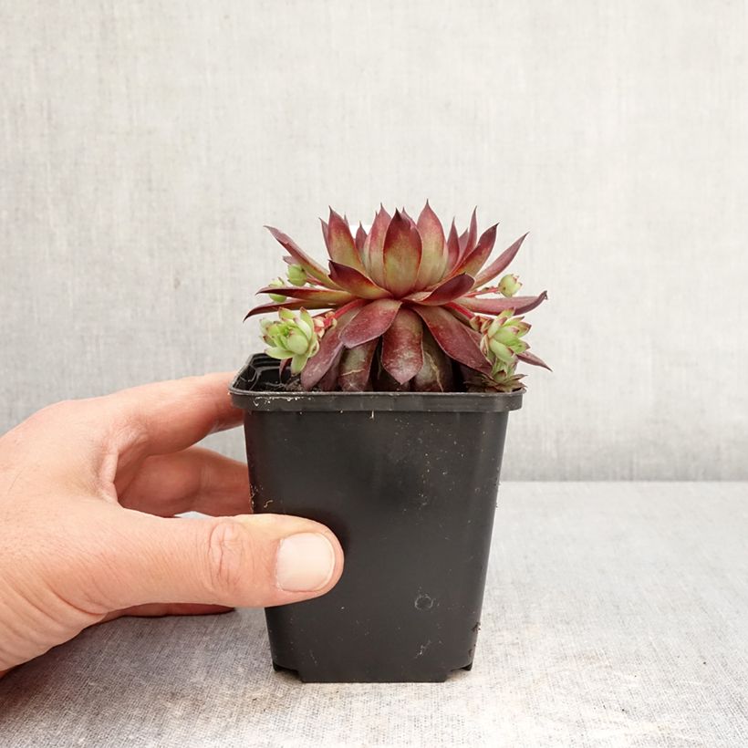 Exemplaar van Sempervivum Rubin - Huislook Kweekpotje van 8/9 cm zoals geleverd in de lente