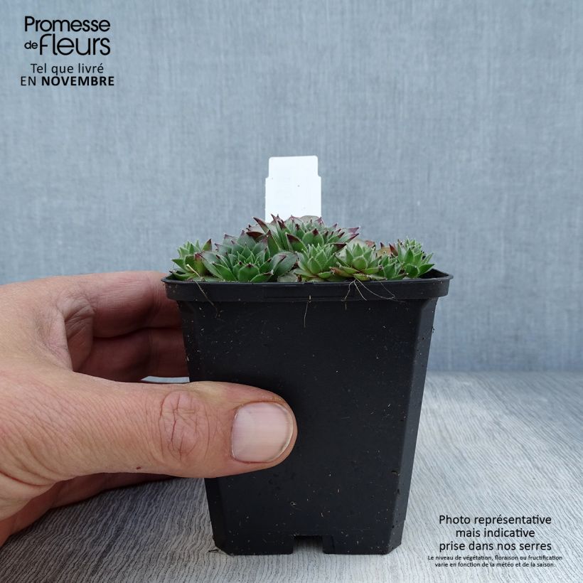 Exemplaar van Sempervivum tectorum - Gewone huislook Kweekpotje van 8/9 cm zoals geleverd in de herfst