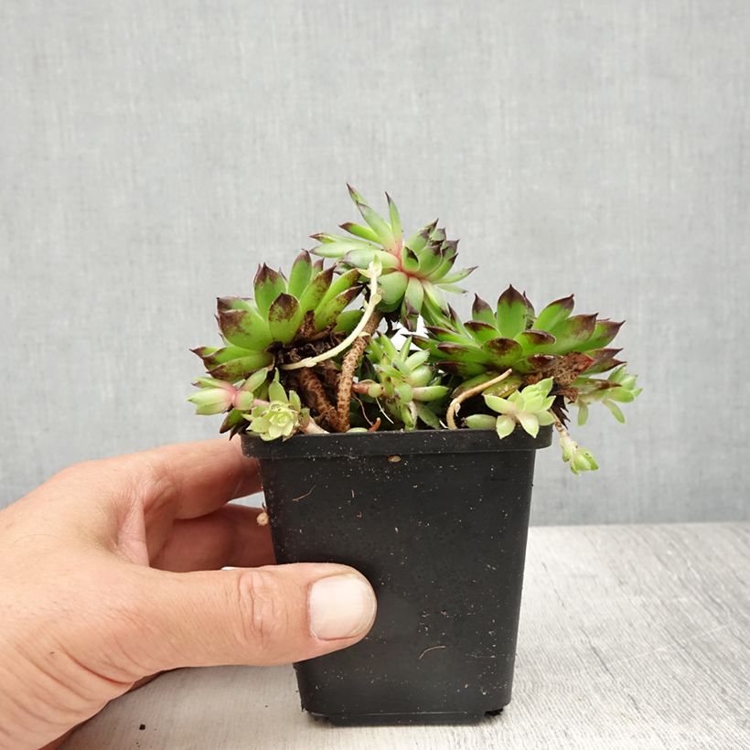 Exemplaar van Sempervivum tectorum - Gewone huislook Kweekpotje van 8/9 cm zoals geleverd in de zomer