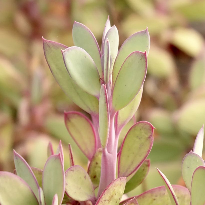 Senecio crassissimus - Vetkruid (Blad)