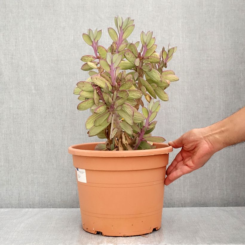 Exemplaar van Senecio crassissimus - Vetkruid Pot van 7,5 l/10 l zoals geleverd in de zomer