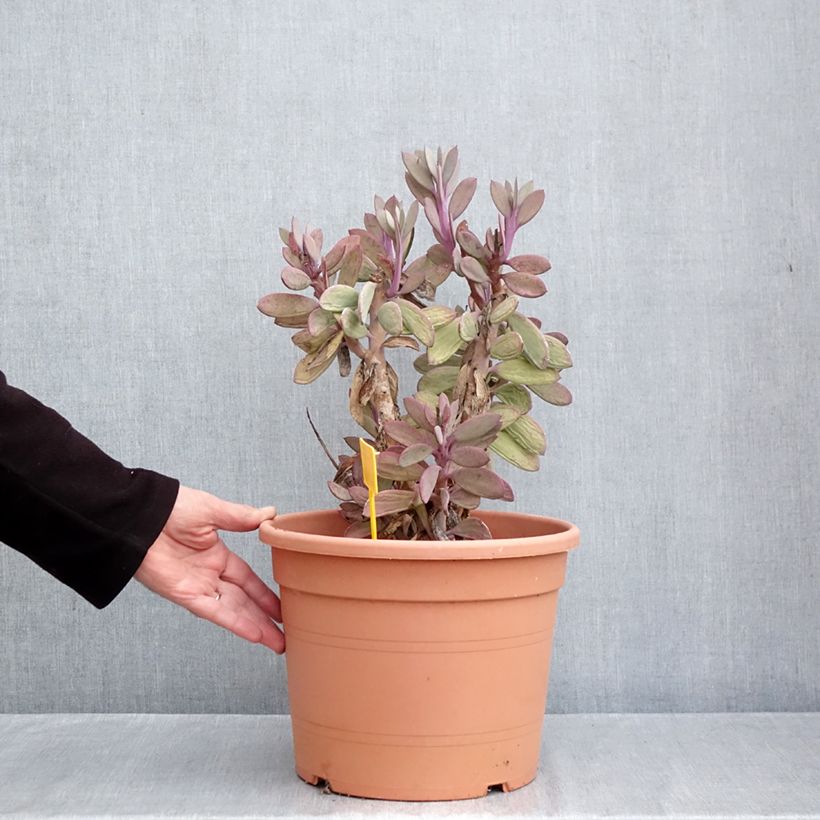 Exemplaar van Senecio crassissimus - Vetkruid Pot van 7,5 l/10 l zoals geleverd in de herfst