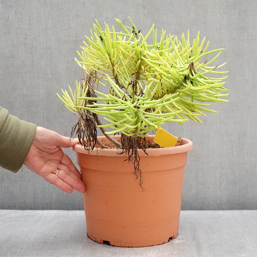 Exemplaar van Senecio cylindricus Pot van 7,5 l/10 l zoals geleverd in de winter