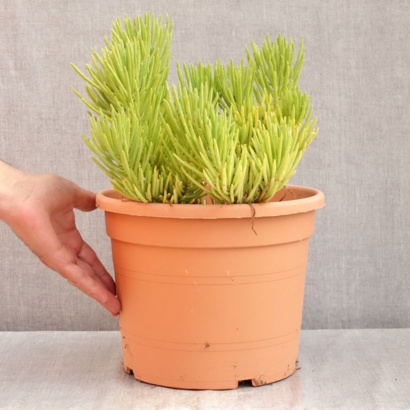 Exemplaar van Senecio cylindricus Pot van 7,5 l/10 l zoals geleverd in de zomer