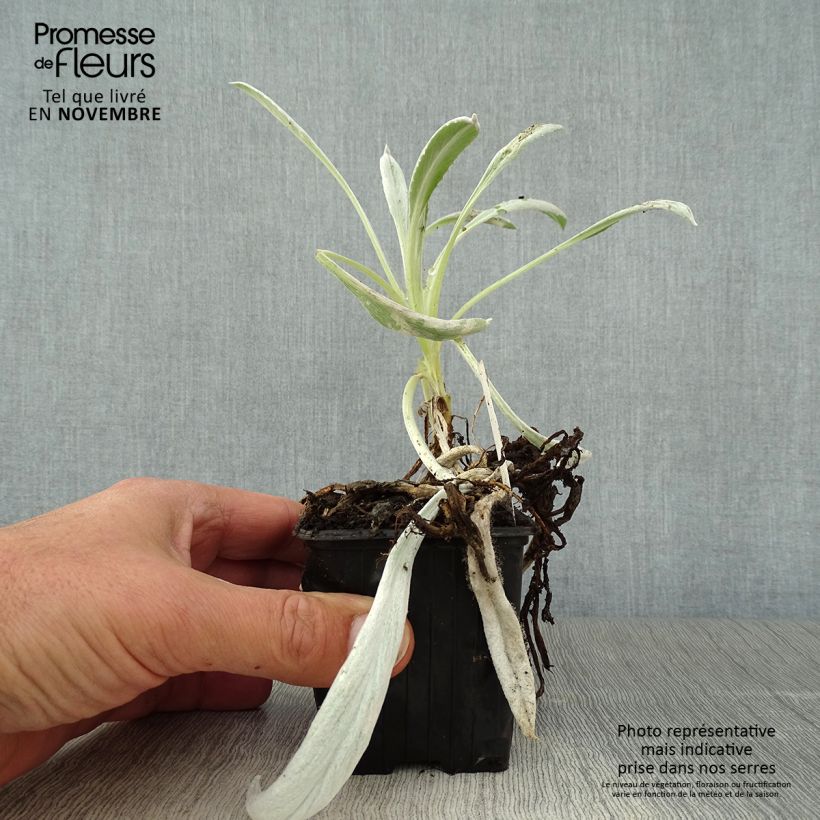 Exemplaar van Senecio Donkey's Ears - Zilverkruiskruid Kweekpotje van 8/9 cm zoals geleverd in de herfst