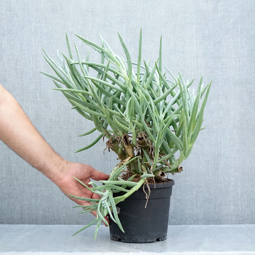 Exemplaar van Senecio ficoides Pot van 2 l/3 l zoals geleverd in de zomer