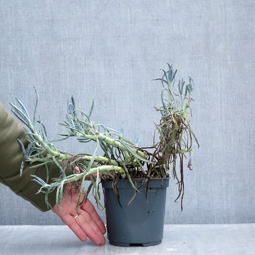 Exemplaar van Senecio ficoides Pot van 2 l/3 l zoals geleverd in de winter