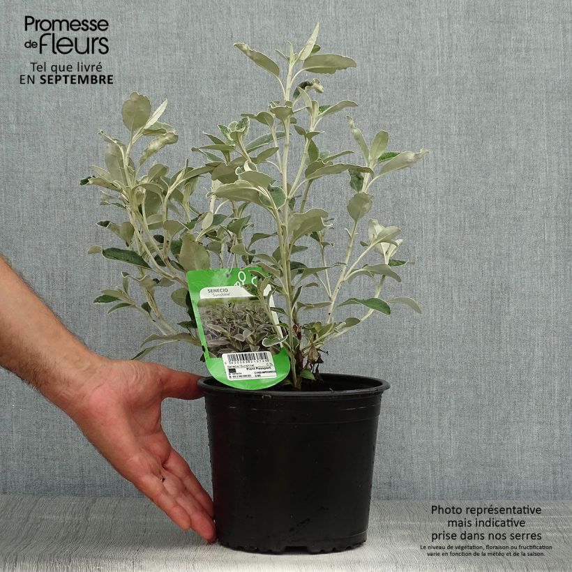 Exemplaar van Senecio greyi Sunshine - Nieuw-Zeelandse senecio Pot van 2 l/3 l zoals geleverd in de herfst