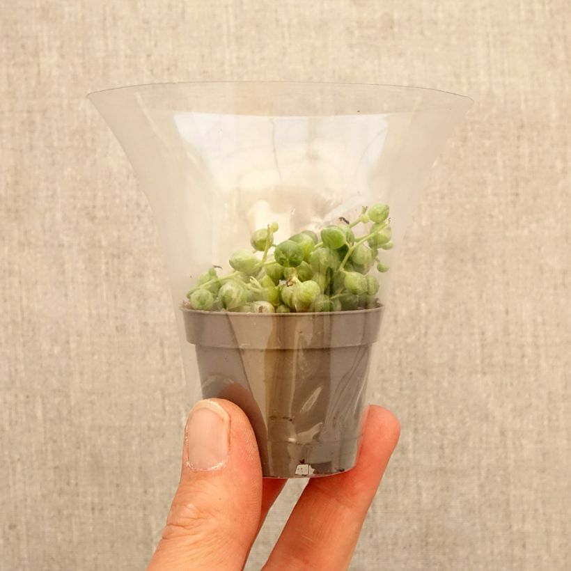 Exemplaar van Senecio rowleyanus Variegata - Parelketting Mini-kamerplanten zoals geleverd in de lente